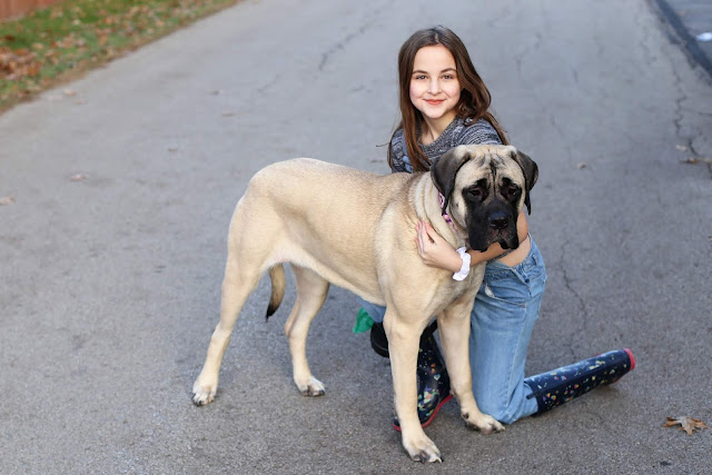 English Mastiff Puppy