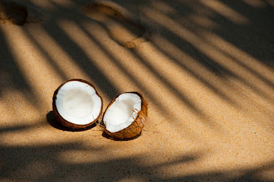 kelapa permata hutan