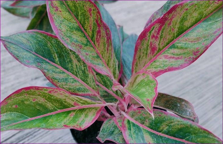 6 Jenis Aglaonema Thailand yang Populer di Indonesia 6 Jenis Aglaonema Thailand yang Populer di Indonesia