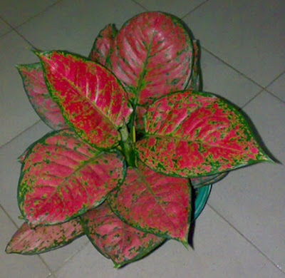 Jenis Aglaonema Beserta Gambar