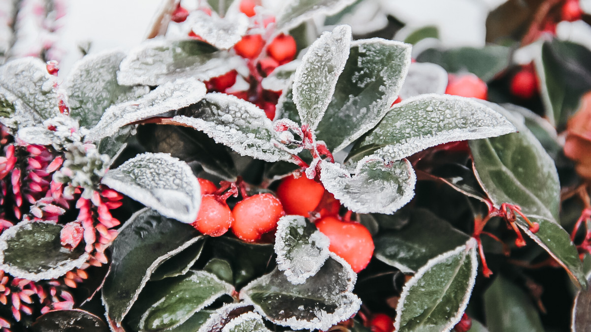 Beginner Gardening Series Gardening Zones + Frost Dates Wool + Willow Home