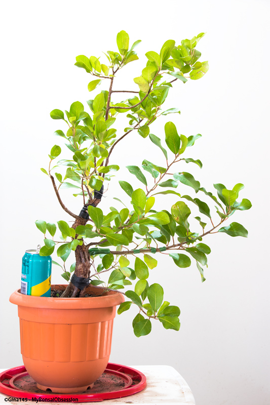 My Bonsai Obsession Ficus Natalensis Fusion Project