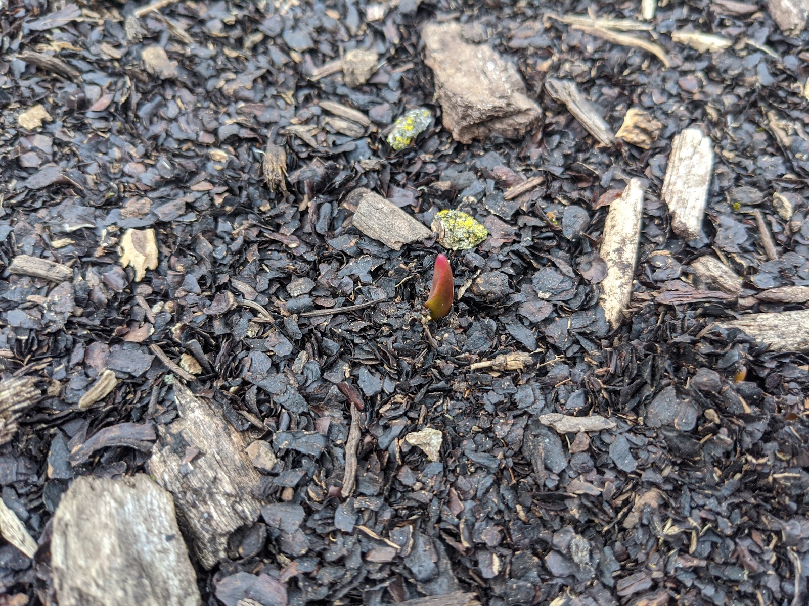 Tulip Bulb Tips Emerging From the Mulch March 2020