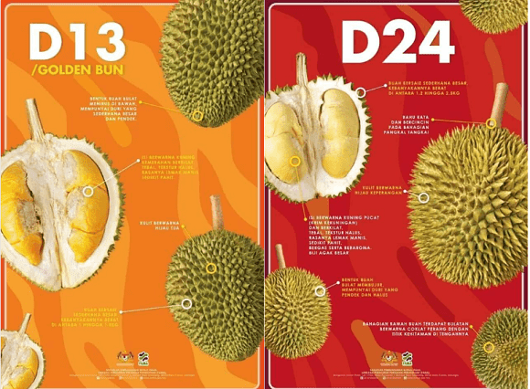 10 Jenis Durian Popular Di Malaysia, Peminat Durian Mesti Kenal
