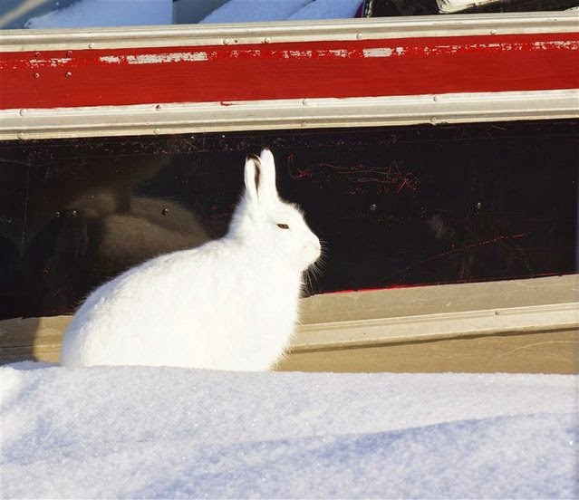 Animals Wikipedia: Polar Rabbit ( Arctic Hare )