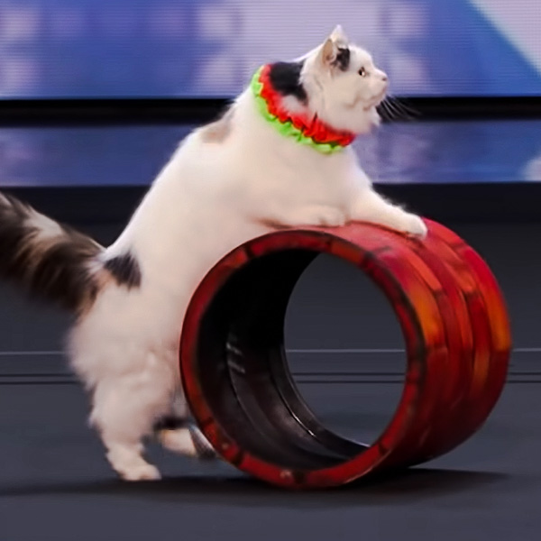 Domestic cats perform circus tricks on America's Got Talent