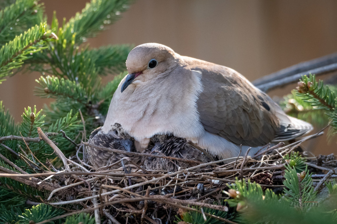 Content in a Cottage Morning Dove Nesting