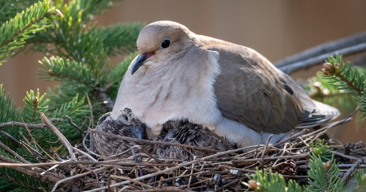 Content in a Cottage Morning Dove Nesting