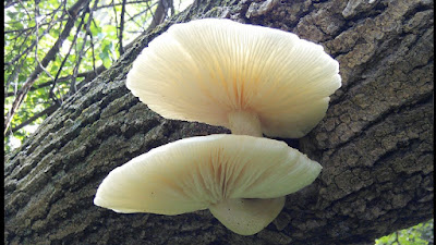Elm Oyster Mushroom Benefits