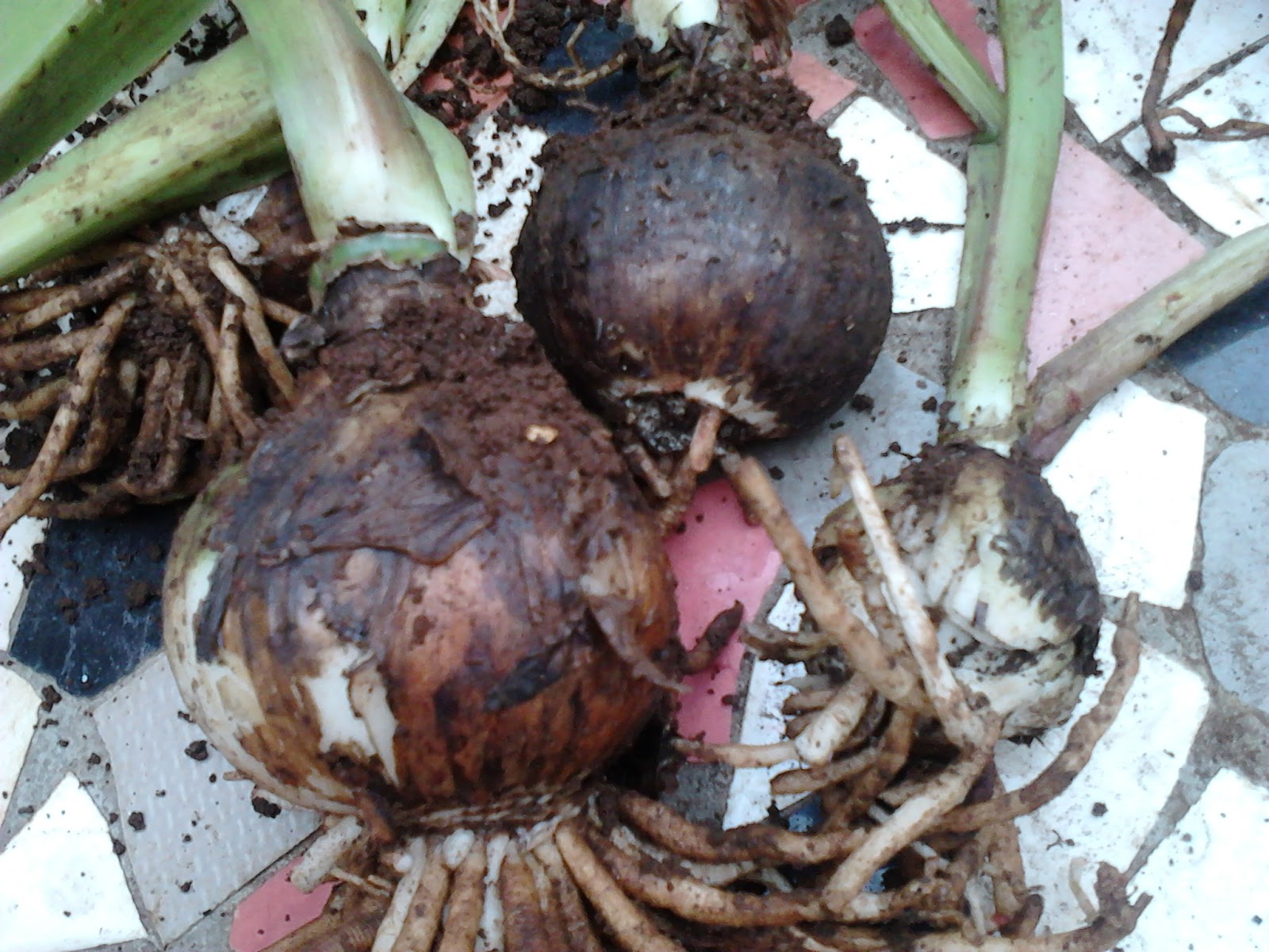 Garden Care Simplified How to Plant Bulbs and Care of Bulbs Plants Flowering Tips