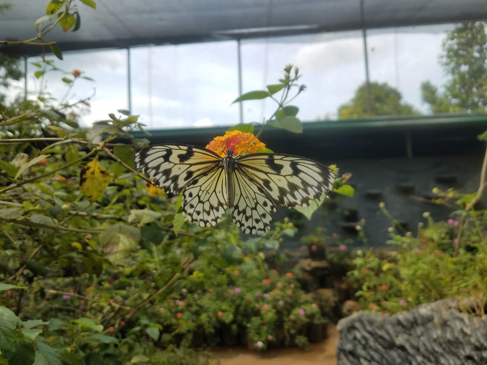 Butterfly Eco Garden and Tribal Village