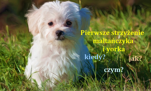 jak strzyc maltańczyka, fryzury