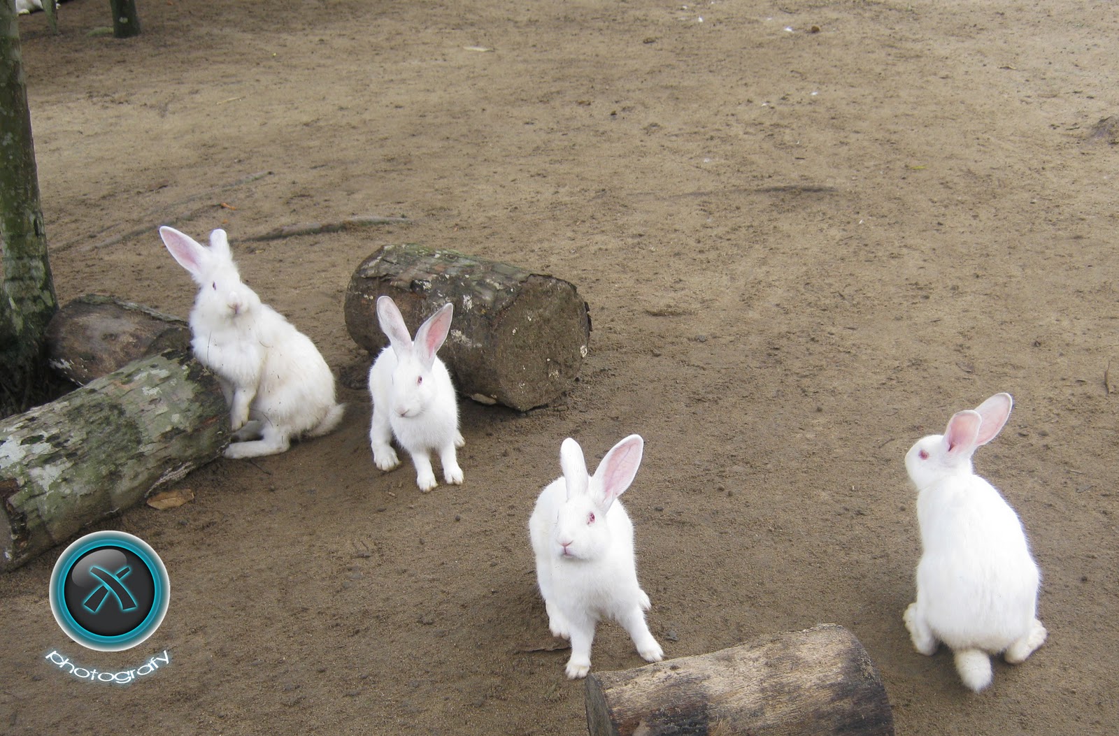 X's link Snap some pict at Rabbit Farm, Semenyih..