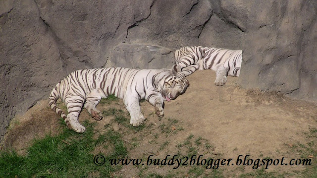 White Tigers Cincinnati Zoo and Botanical Garden