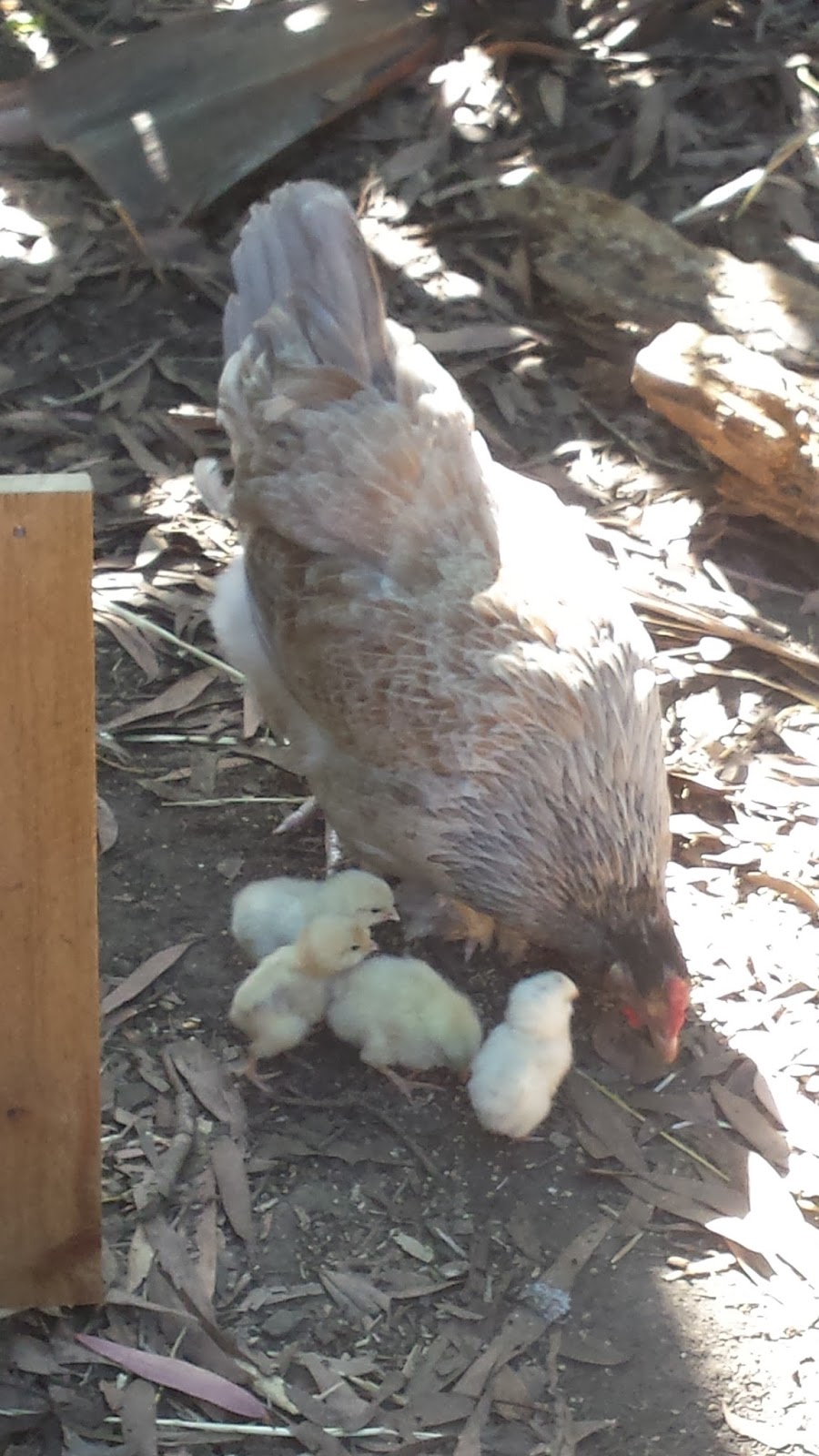 Setting fertile eggs under a broody hen... our experiance!