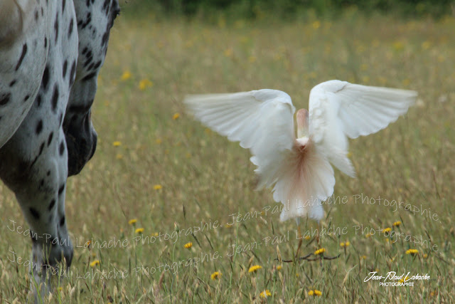 cette-photographie-appartient-a-jean-paul-lahache