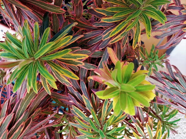 Euphorbia x martinii "Ascot Rainbow".