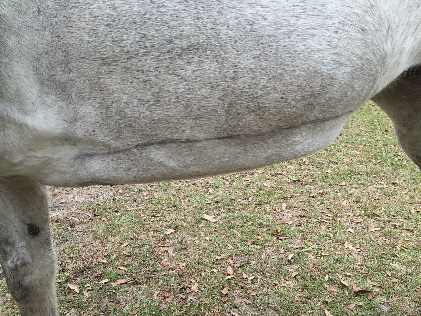 The Jumping Percheron Klein vs. Ventral Edema