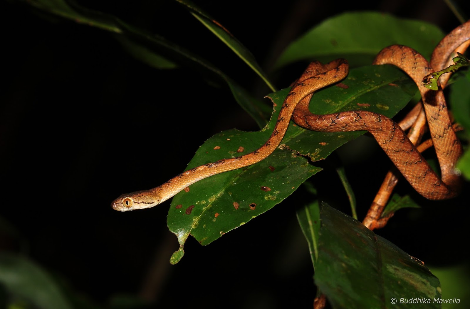 Lanka Nature Summary: Beddome's cat snake (Boiga beddomei)