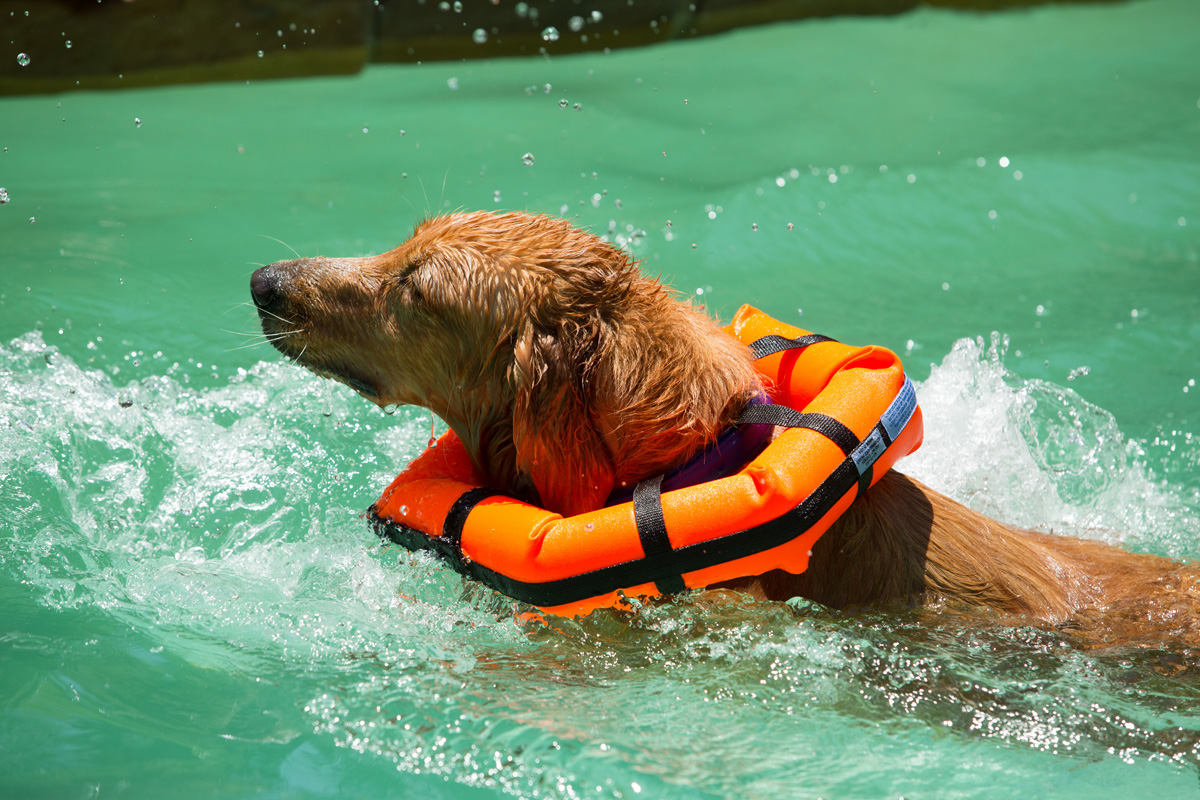 Dog flotation collar clearance