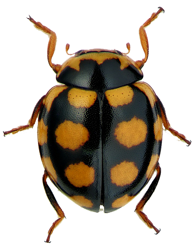 Coccinula sp.(Coleoptera)