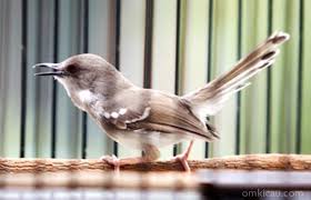 Burung Ciblek : Burung Kicau : Ketahui Kelemahan Dan Keunggulan Burung Ciblek Sebelum Memutuskan Untuk Memeliharanya