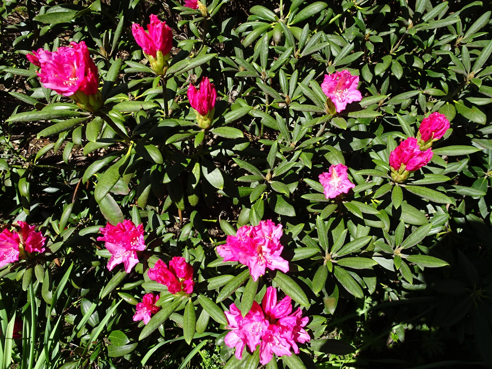 Beyond The Lone Islands Azaleas And Rhododendron