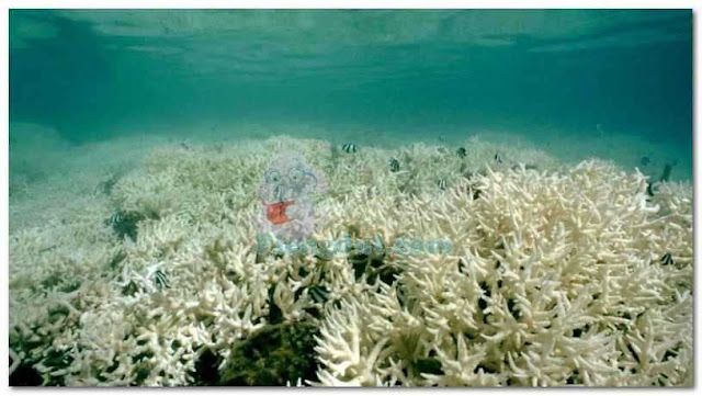 Efek contoh pemutihan yang terjadi pada karang akibat global warming