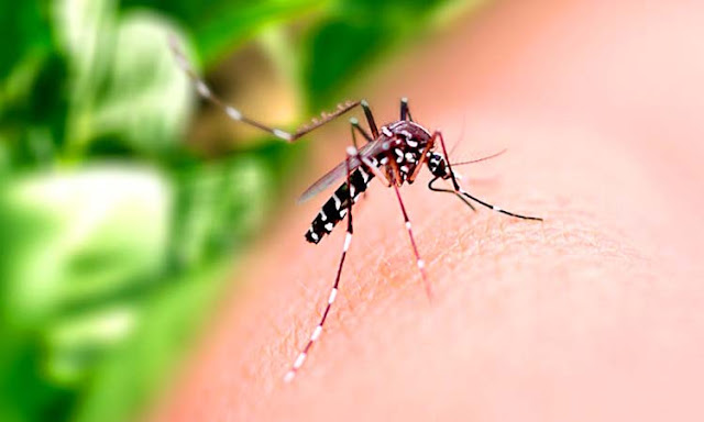 Bahia registra 2,2 mil casos de dengue, chikungunya e zika só neste ano