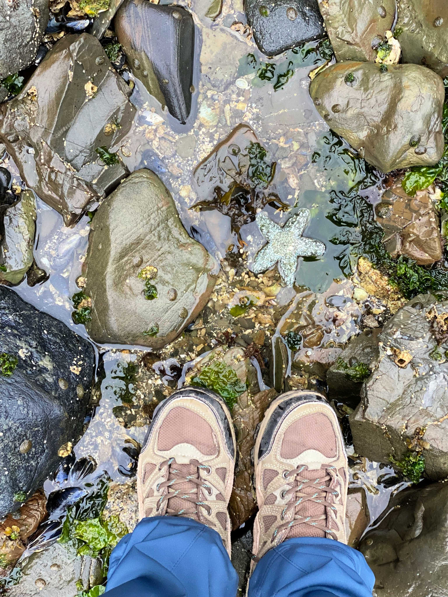 SEA LIFE IN ALASKA