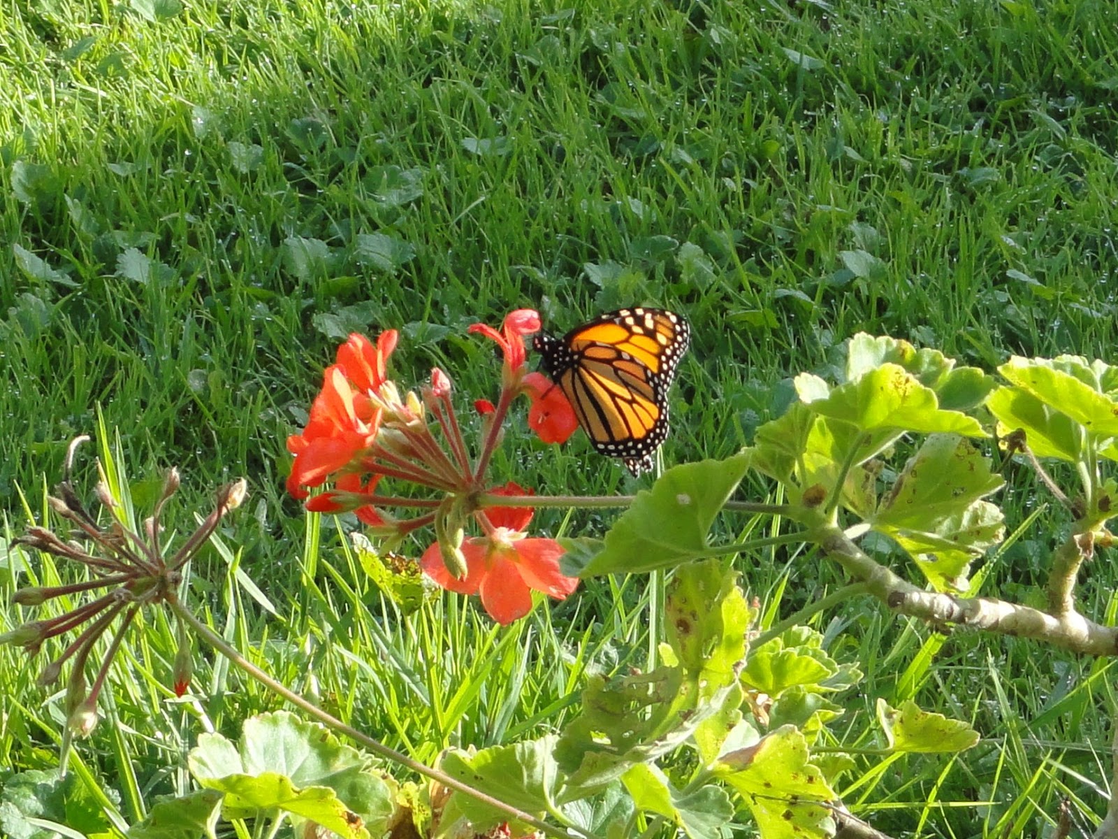 Life In New Zealand Butterflies