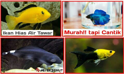 ikan hias air tawar murah tapi cantik