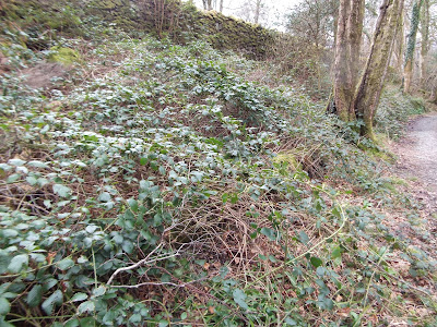 Wild Shores Of Singapore Mangroves At Ah Mah S Drinkstall