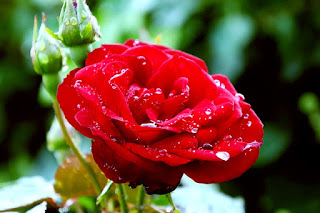 Bunga Harum Mudah Dijumpai Gambar Background Mawar Merah Cantik