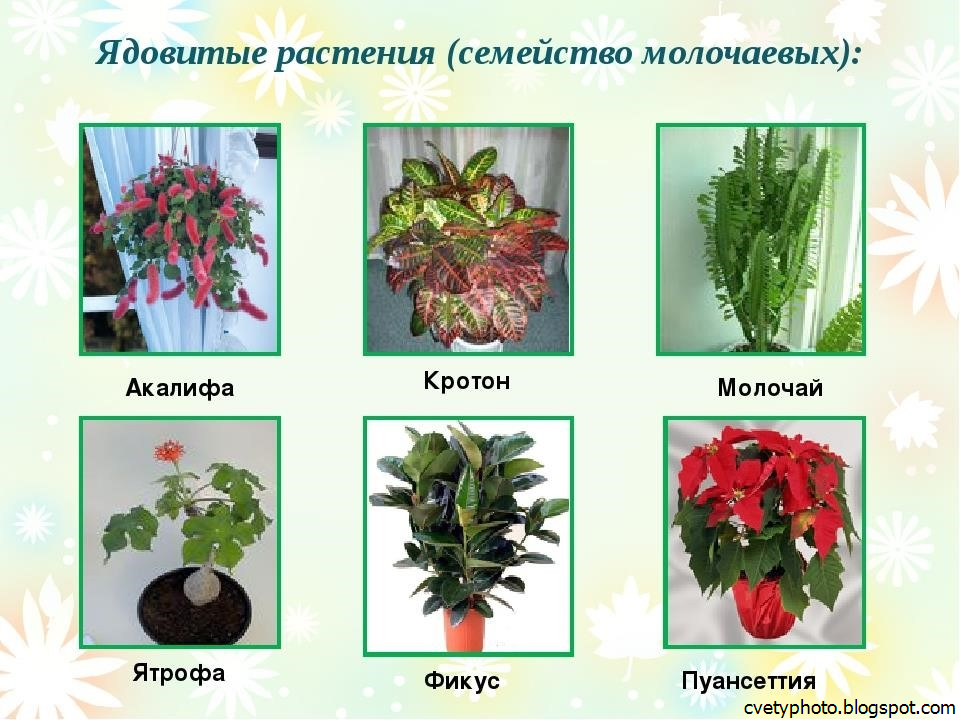 Комнатные цветы листовые каталог с фотографиями и названиями