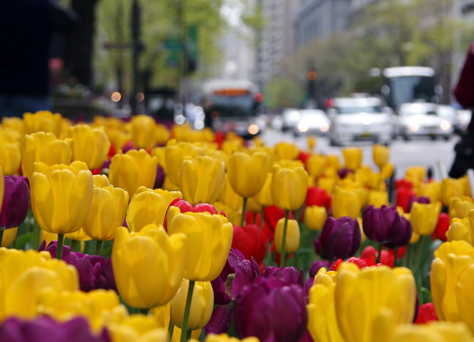 Wherever It Takes City Flowers, Chicago