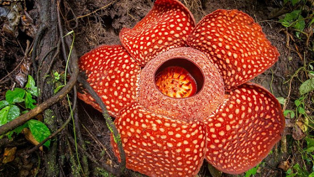 Contoh Deskripsi  Singkat Bunga  Rafflesia Arnoldi Bahasa  