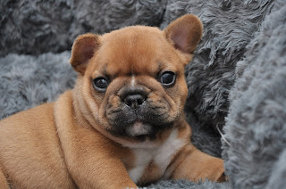 Chiot bouledogue francais corinne lemaire