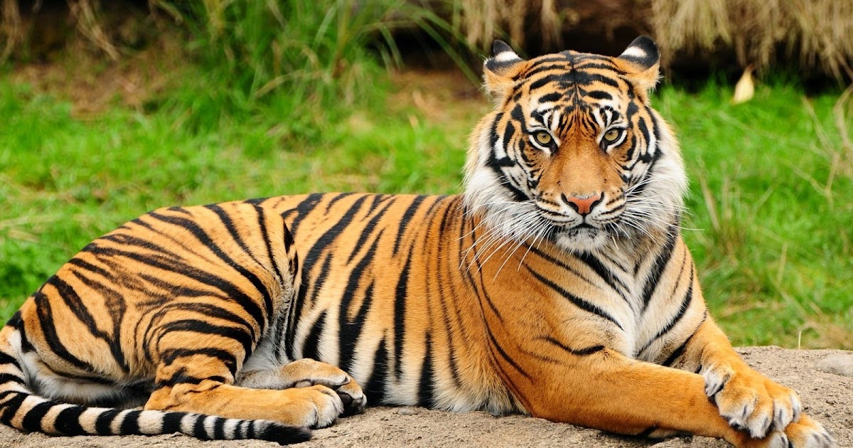 Animal Diversity: The Bengal Tiger is the National Animal of Bangladesh