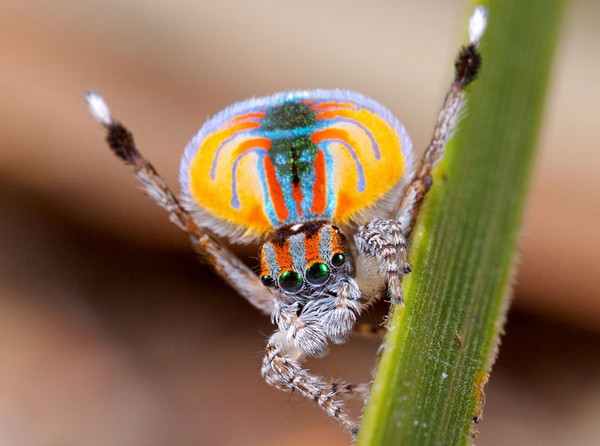 Shots of Australian Peacock Spider