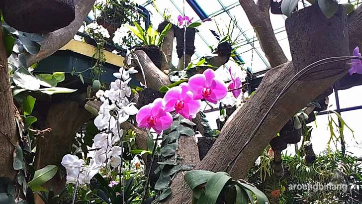 rumah anggrek kebun raya bogor