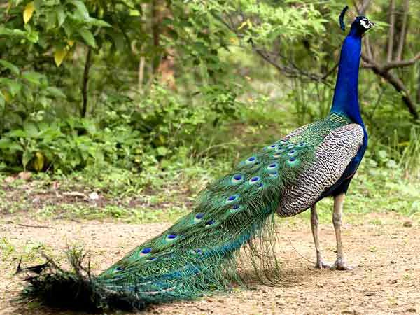 Peacock essay in english for class 5 picture