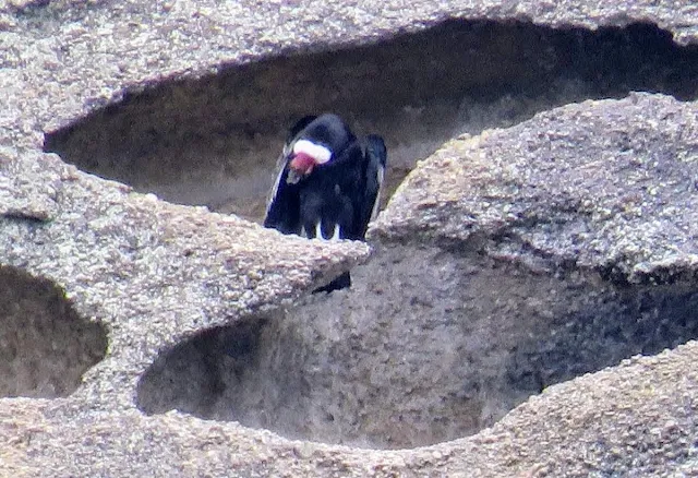 Birds of Patagonia: Andean Condor near Puerto Natales Chile