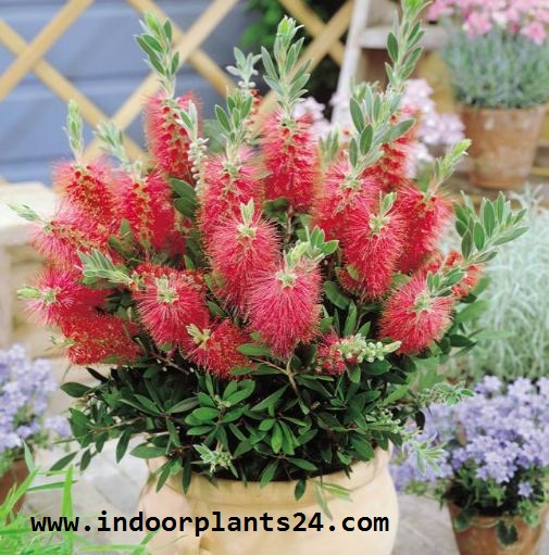 Callistemon Citrinus Myrtaceae Crimson Bottle Brush Indoor Plant