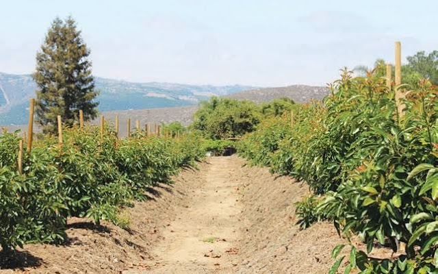 avocado farming in kenya