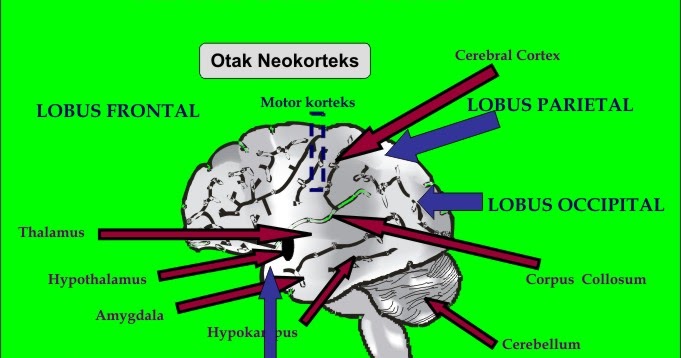 Anatomi Fisiologi Sistem Persyarafan DUNIA KEPERAWATAN