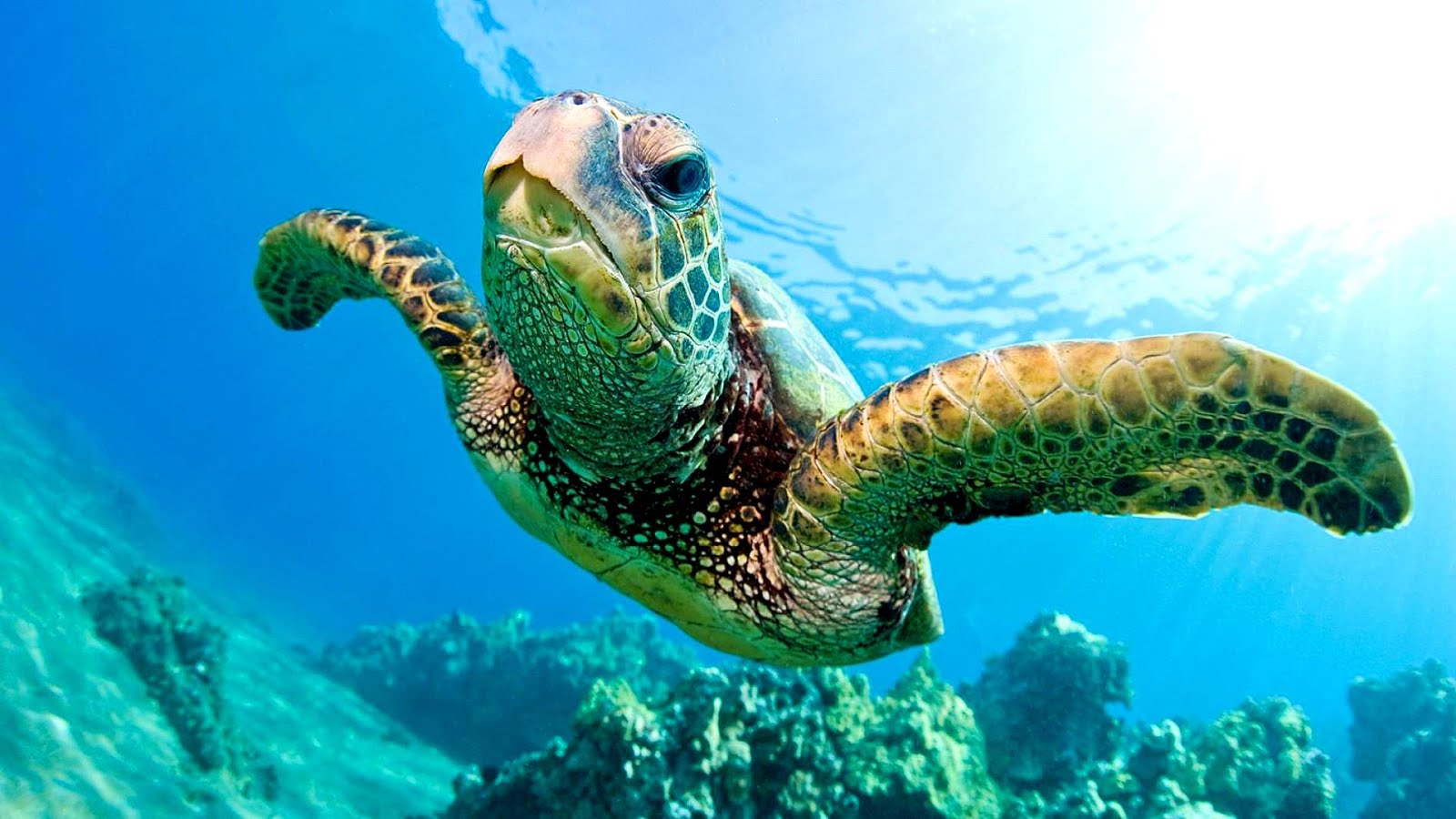 Green Sea Turtles Endangered Danger Choices