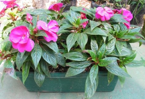 Jardines en Maceta | decoracion de cocinas, decoracion de baños