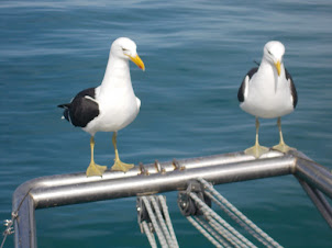 Sea Gulls on our boat awaiting the "Chum" thrown into the sea as "Shark Bait".