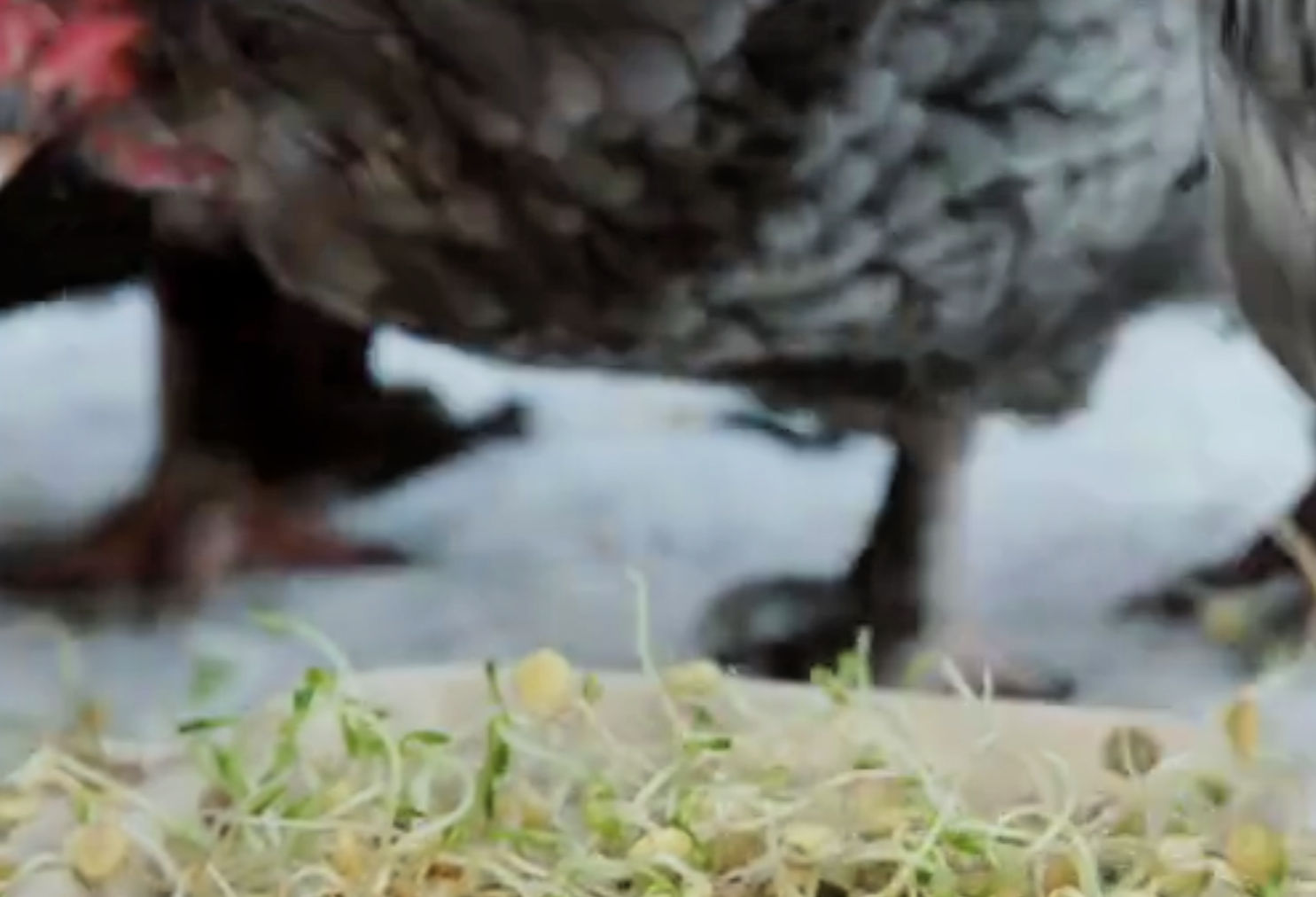 Growing Sprouts for your Chickens Fresh Eggs Daily®